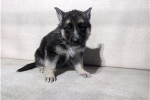 Hannah - puppy for sale
