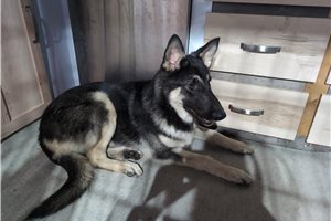Deke - German Shepherd for sale