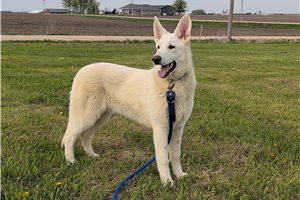 Mitsy - German Shepherd for sale