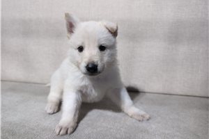 Hailey - puppy for sale