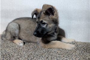 Natalie - German Shepherd for sale