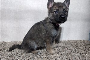 Neesha - German Shepherd for sale