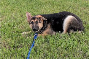 Nicolette - puppy for sale