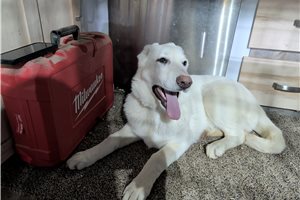 Missy - puppy for sale