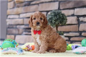 Izzy - Cavapoo for sale