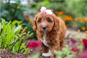 Kimmy - Cavapoo for sale