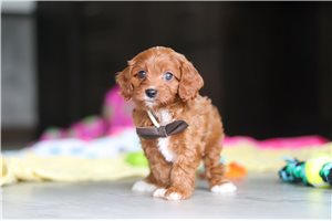 Pico - Cavapoo for sale