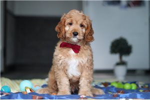 Izzy - Cavapoo for sale