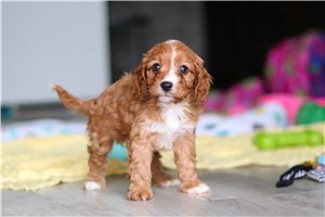 Peanut - puppy for sale