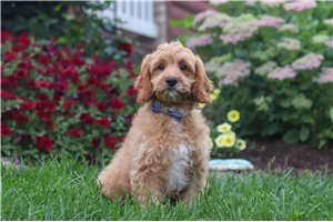 Izzy - Cavapoo for sale