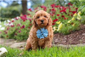 Kelvin - Cavapoo for sale