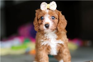 Peony - puppy for sale