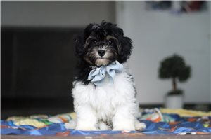 Joel - Havapoo for sale