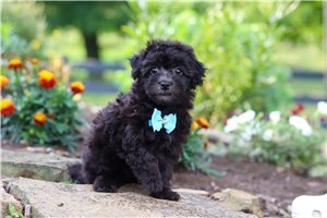 David - puppy for sale