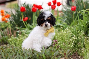 Clayton - Poodle, Miniature for sale