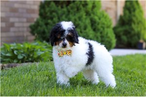 Clayton - Poodle, Miniature for sale
