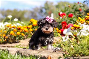 Sabrina - Miniature Schnauzer for sale
