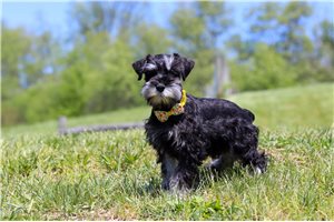 Asher - Miniature Schnauzer for sale