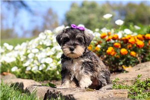 Serenity - Miniature Schnauzer for sale