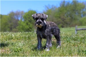 Bodie - Schnauzer, Miniature for sale