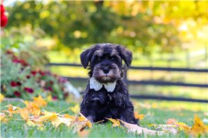 Thaddeus - Miniature Schnauzer for sale