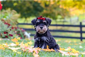 Tiramisu - puppy for sale