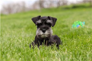 Asher - Schnauzer, Miniature for sale