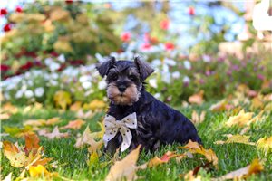 Tino - puppy for sale
