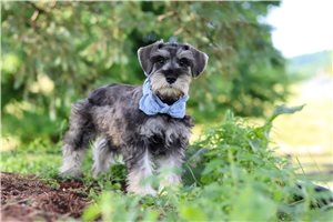 Chase - Schnauzer, Miniature for sale