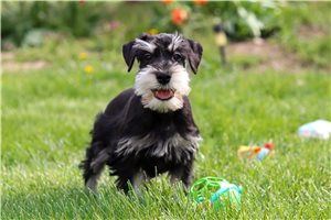 August - puppy for sale