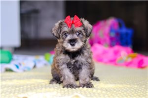 Rosa - puppy for sale