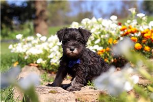 Sammy - Miniature Schnauzer for sale
