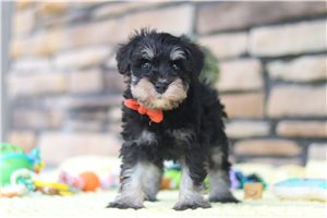 Harry - puppy for sale