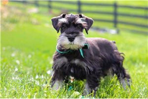 Abel - Schnauzer, Miniature for sale