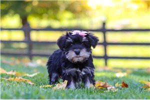 Shyla - Miniature Schnauzer for sale