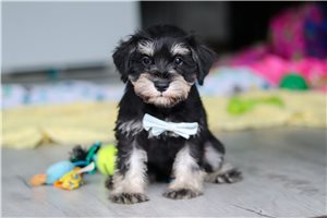 Rome - puppy for sale