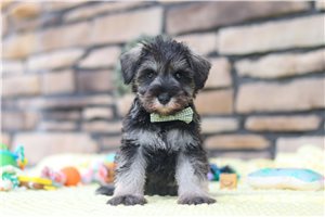 Harvard - Schnauzer, Miniature for sale