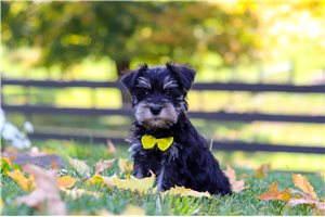 Sean - Miniature Schnauzer for sale