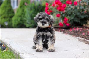 Chase - puppy for sale