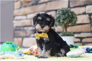 Harvey - puppy for sale