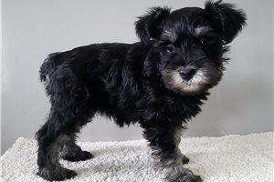 Squirt - Schnauzer, Miniature for sale