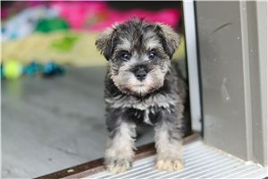 Reagan - puppy for sale