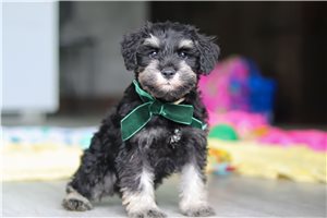River - Miniature Schnauzer for sale