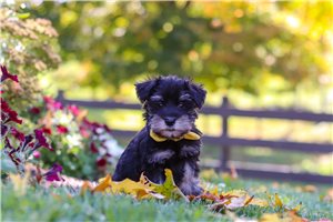 Stephen - Miniature Schnauzer for sale