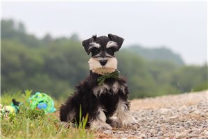 Johnny - Schnauzer, Miniature for sale