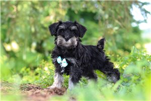 Huxley - puppy for sale