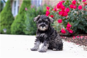 Carrie - puppy for sale