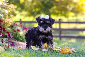 Sasha - Miniature Schnauzer for sale