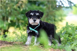 Johnny - Schnauzer, Miniature for sale
