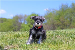 Bailey - puppy for sale